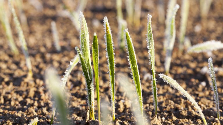 Захлаждане и утринен мраз в следващите дни, но остава спокойно без валежи