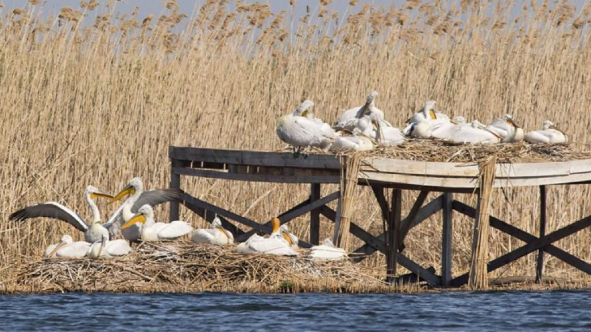 Сухи треви горяха в междудиговото пространство в близост до северния