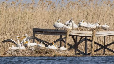 Ниското ниво на река Дунав е довело до понижаване на