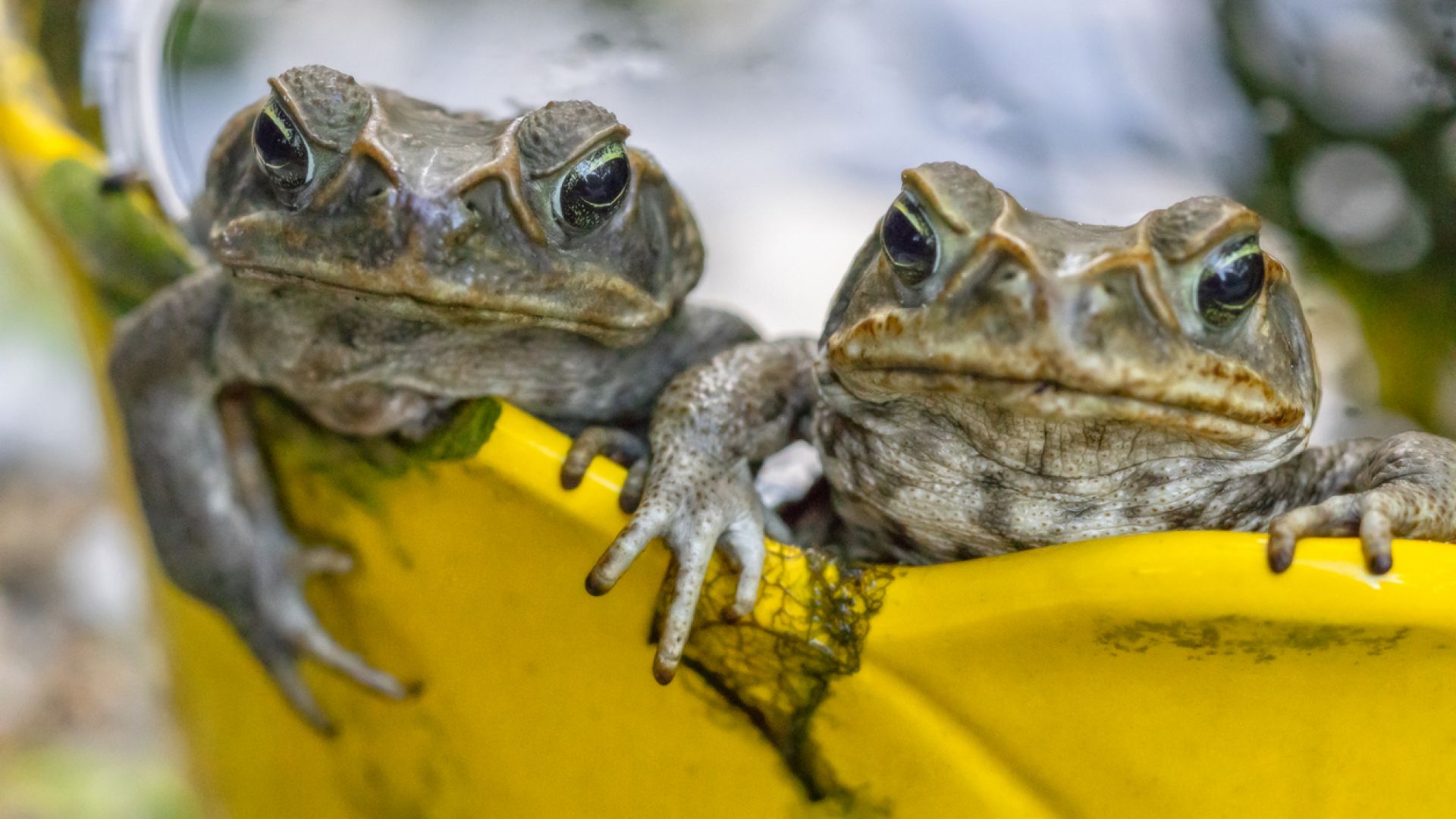 Опасни отровни жаби атакуваха Флорида (видео)