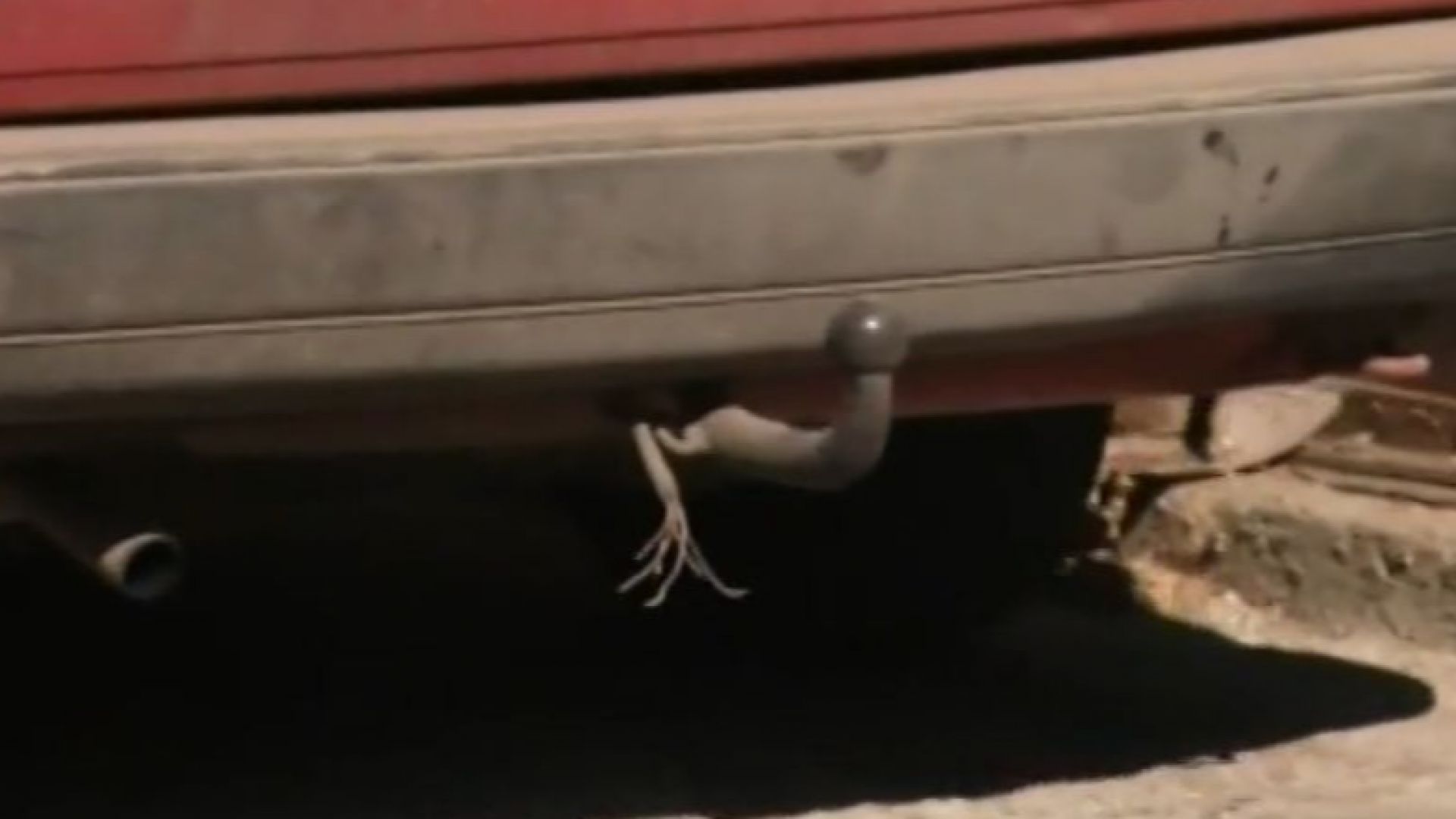 Поредна жестокост над животно За това ни сигнализираха наши зрители