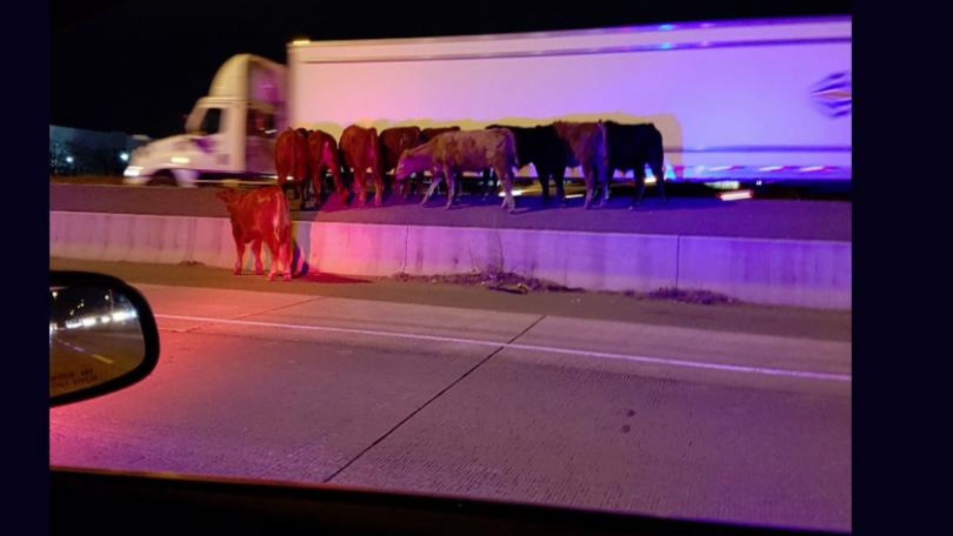 Хаос на канадска магистрала заради стадо крави