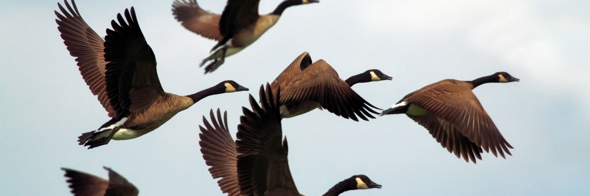 Вътрешен компас помага на птиците да се ориентират при първи миграционен полет