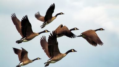 Вътрешен компас помага на птиците да се ориентират при първи миграционен полет