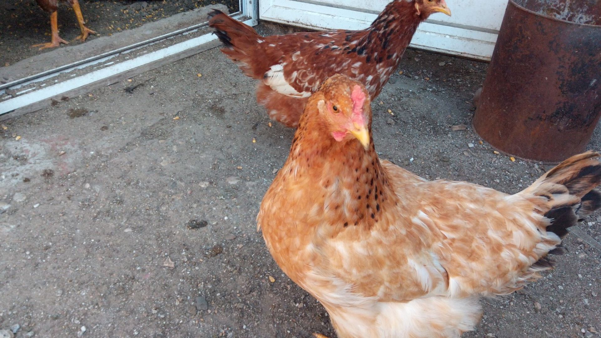 Нови огнища на заболяването инфлуенца по птиците H5 в регистриран