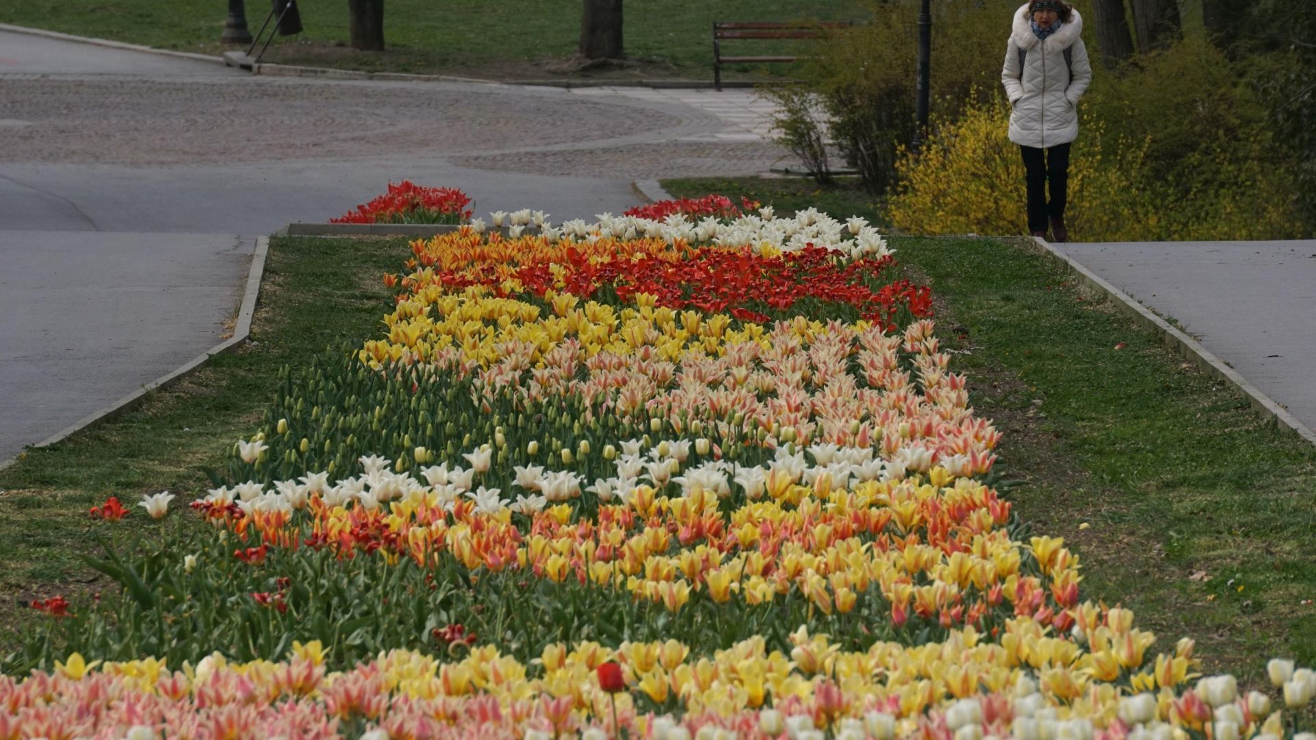 Морската градина във Варна посреща пролетта с 63 700 лалета