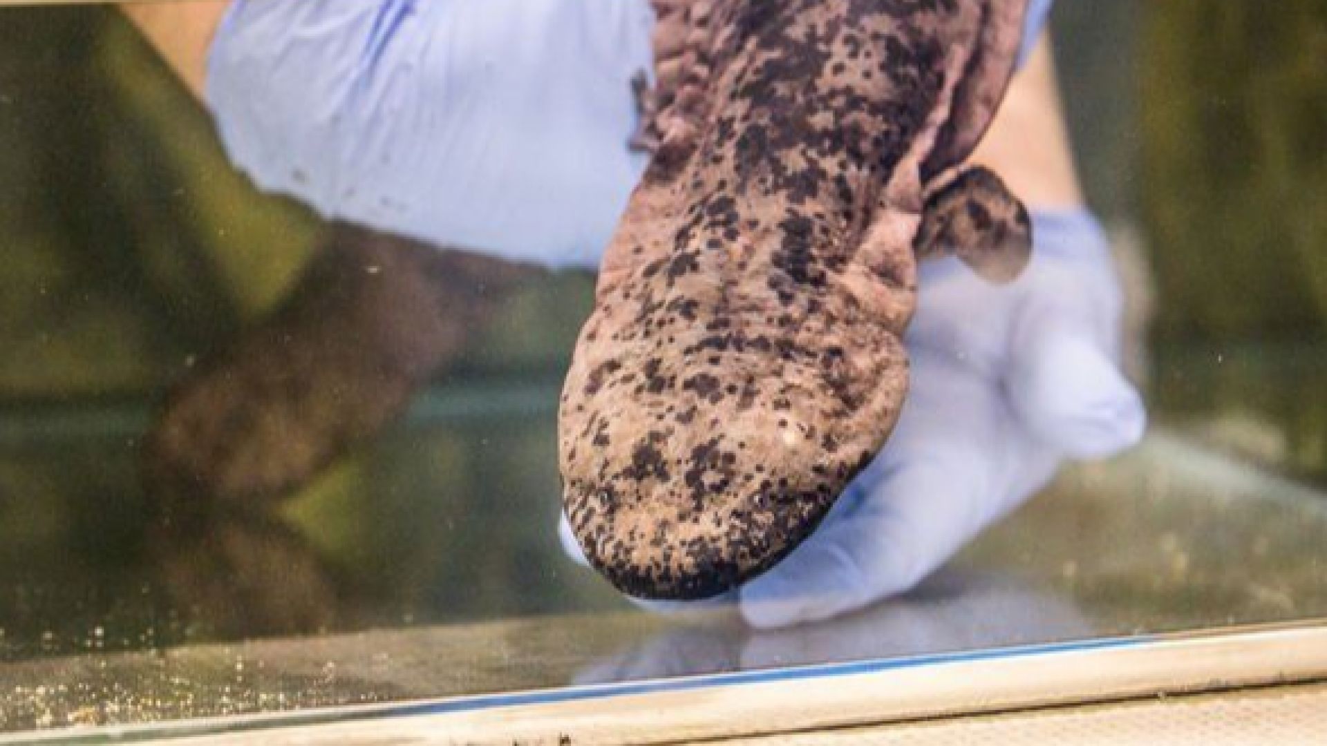 Едно от най странните и редки животни на планетата пристигнало във