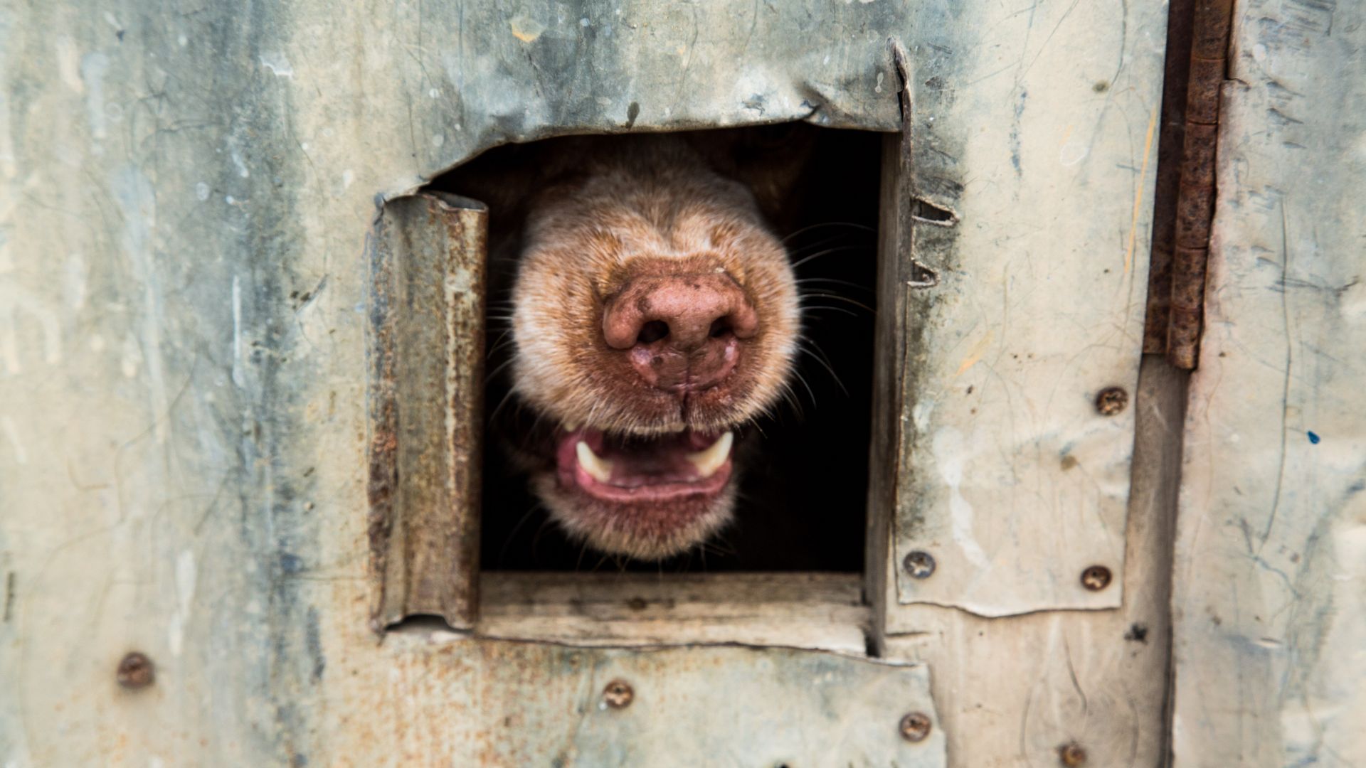 56 годишна жена от пазарджишкото село Дебращица е получила инфаркт при