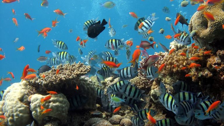Големият Бариерен риф е засегнат от шесто поредно масово избледняване на коралите