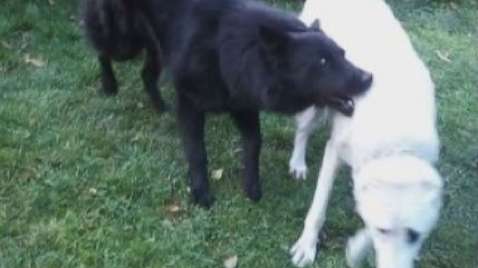 Куче нахапа жестоко 8 годишно дете в плевенското село Биволаре Животното