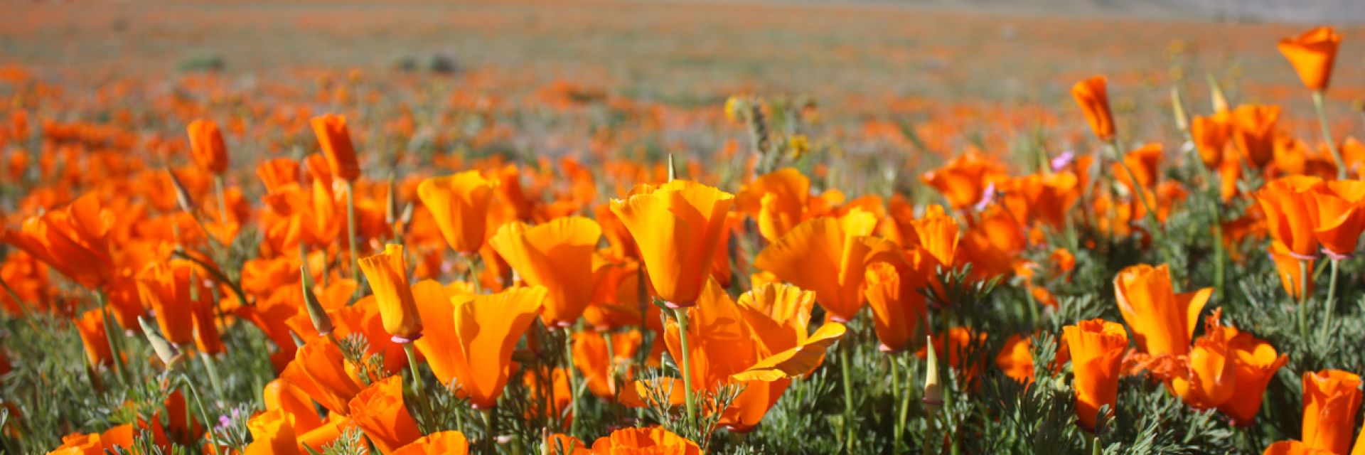 Маков килим покри долината на антилопите