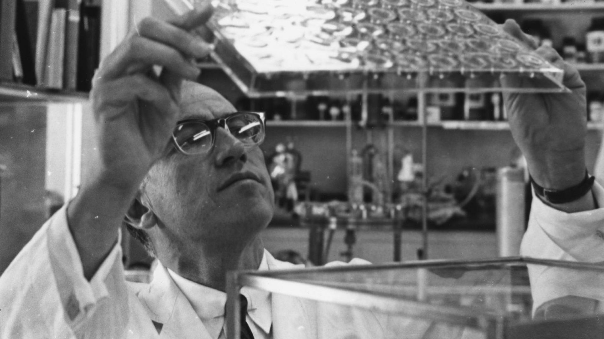 Милиони майки по целия свят знаят това име Джонас