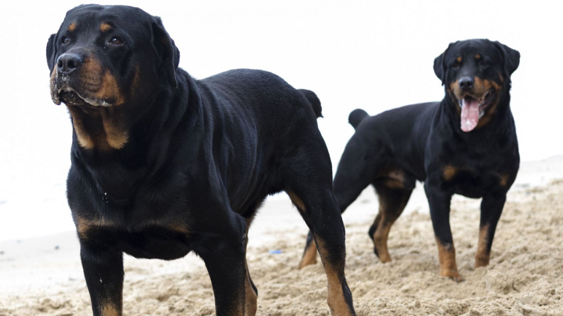 Три деца на 7 9 и 12 години и