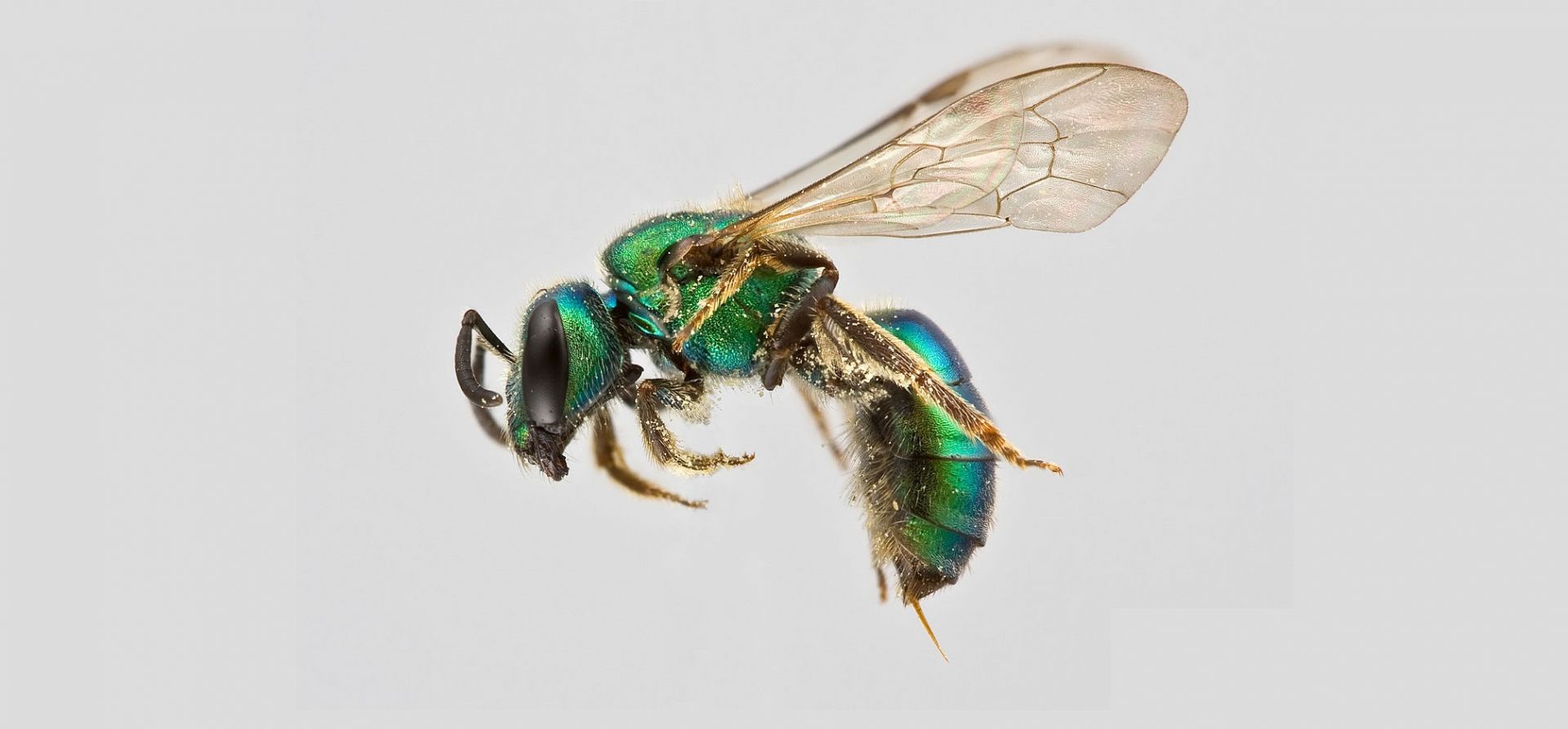 Халиктидна пчела