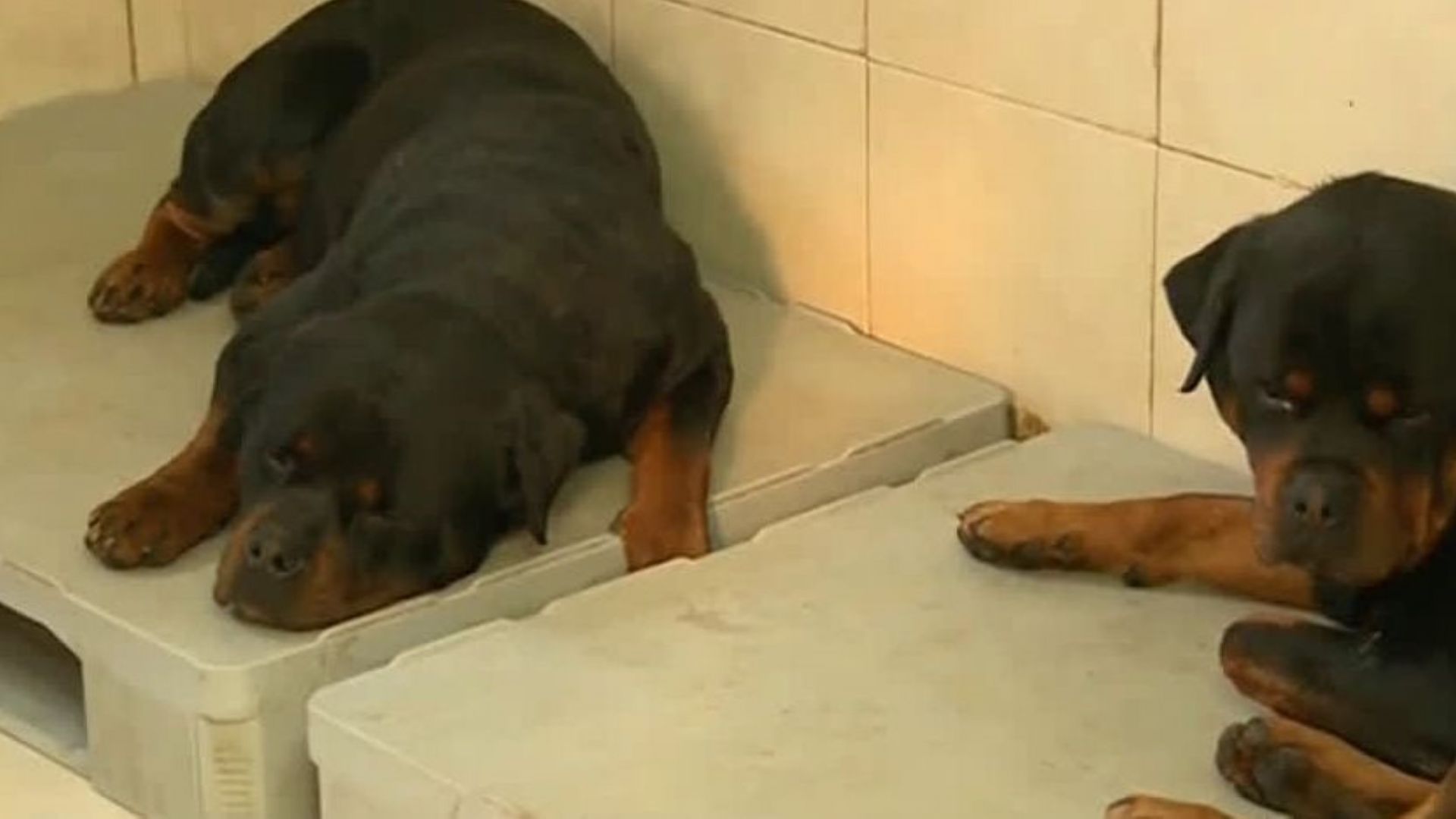 Софийската районна прокуратура повдигна обвинение на собствениците на двата ротвайлери