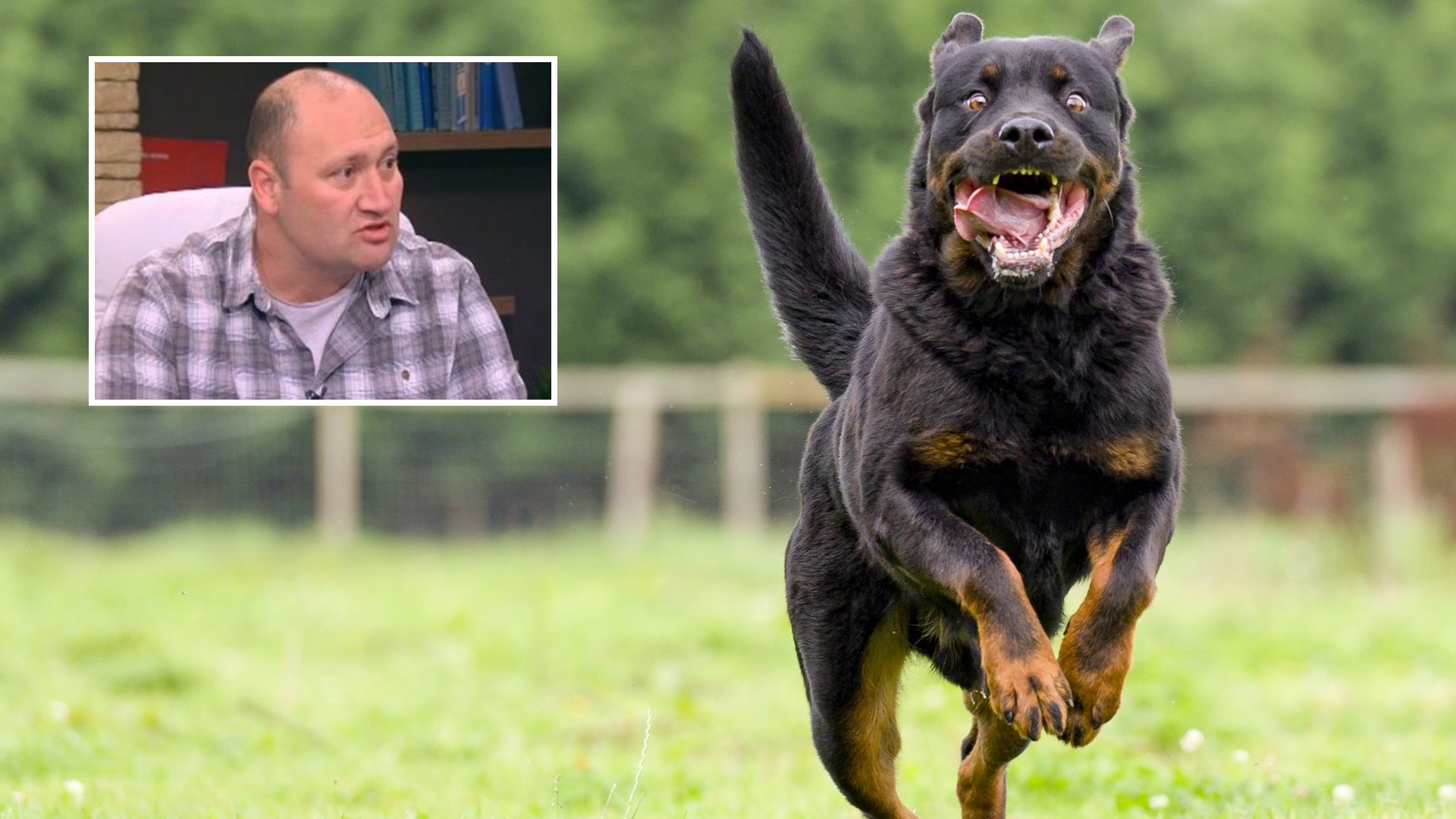 Това не са кучета които са ухапали децата това са