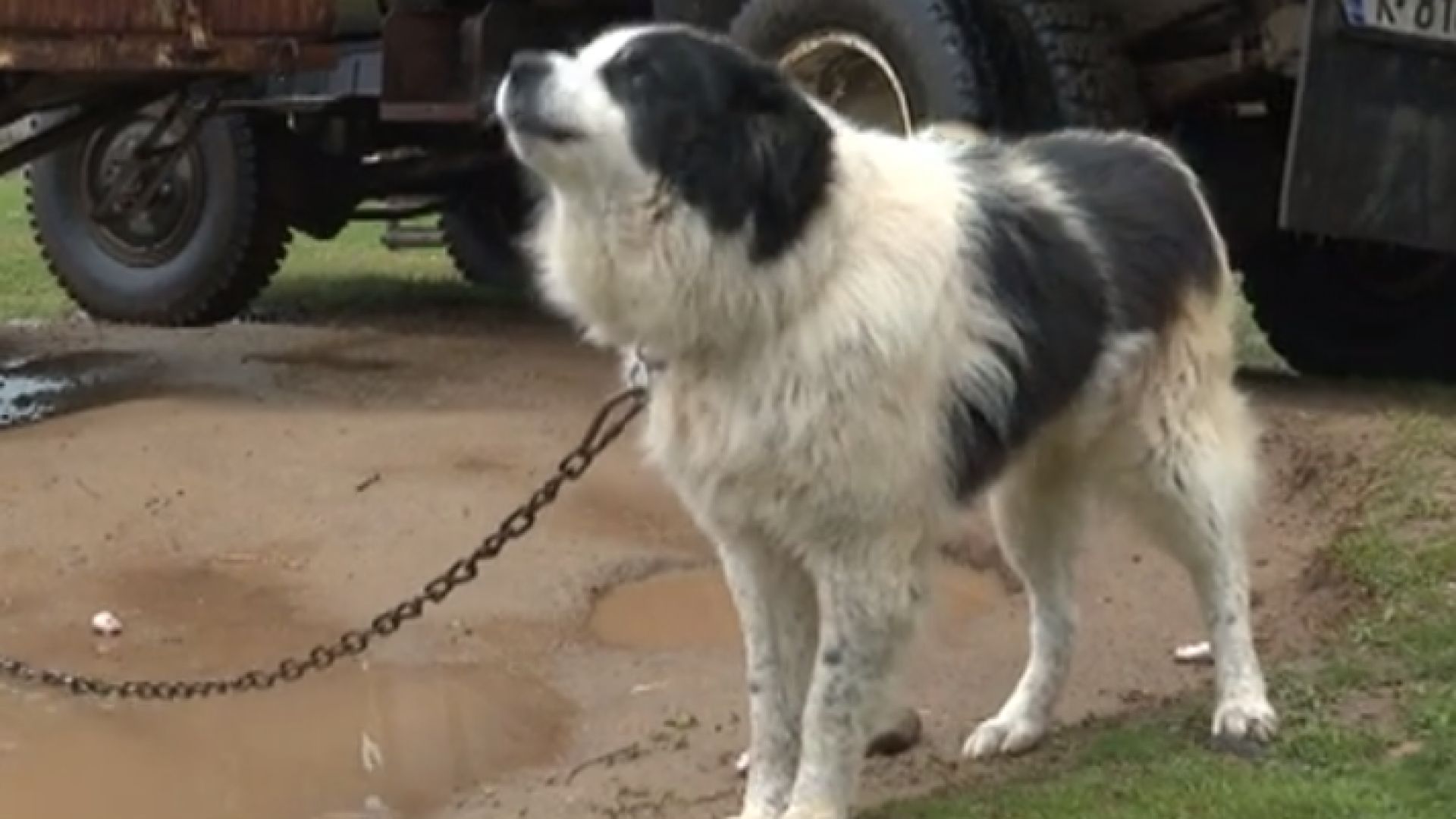 Нов инцидент - домашно куче избяга и нахапа дете в училищен двор