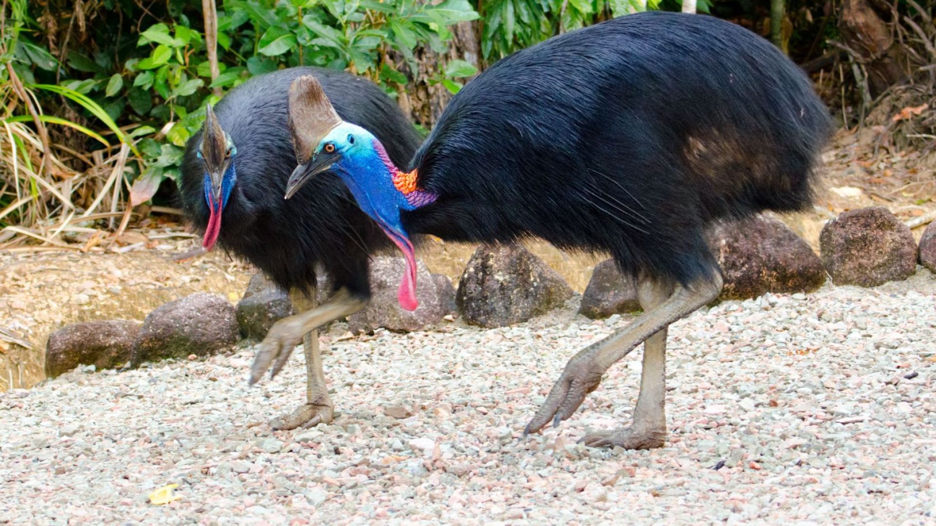 Жител на американския щат Флорида е станал жертва на един