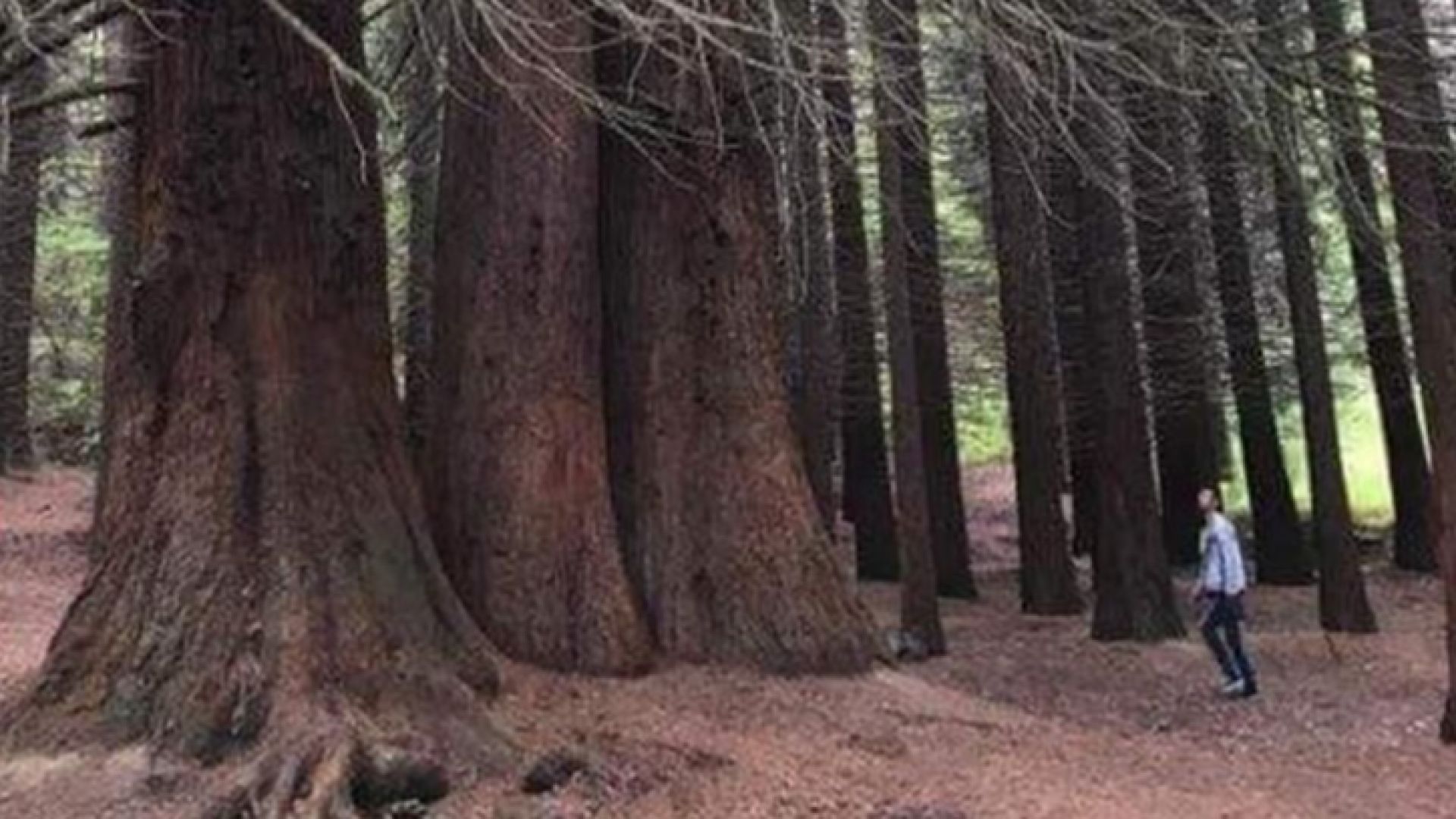 Вандали посегнаха на вековните секвои в местността Ючбунар край Кюстендил