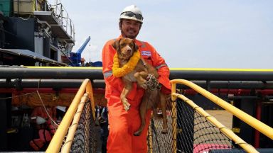 Спасиха куче на 220 км навътре в морето