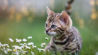Биолози препоръчват котките да не излизат навън