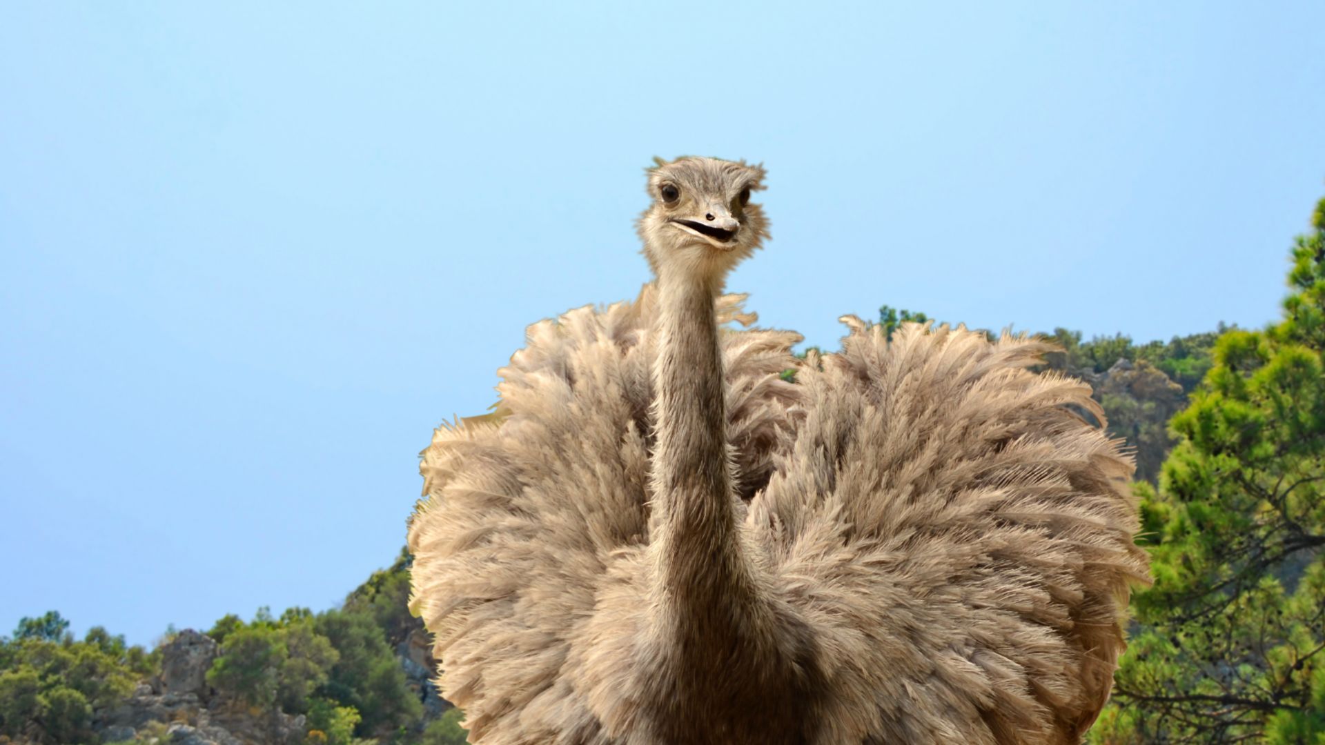 Двойка бяло Нанду са най новите обитатели на зоопарка във Варна