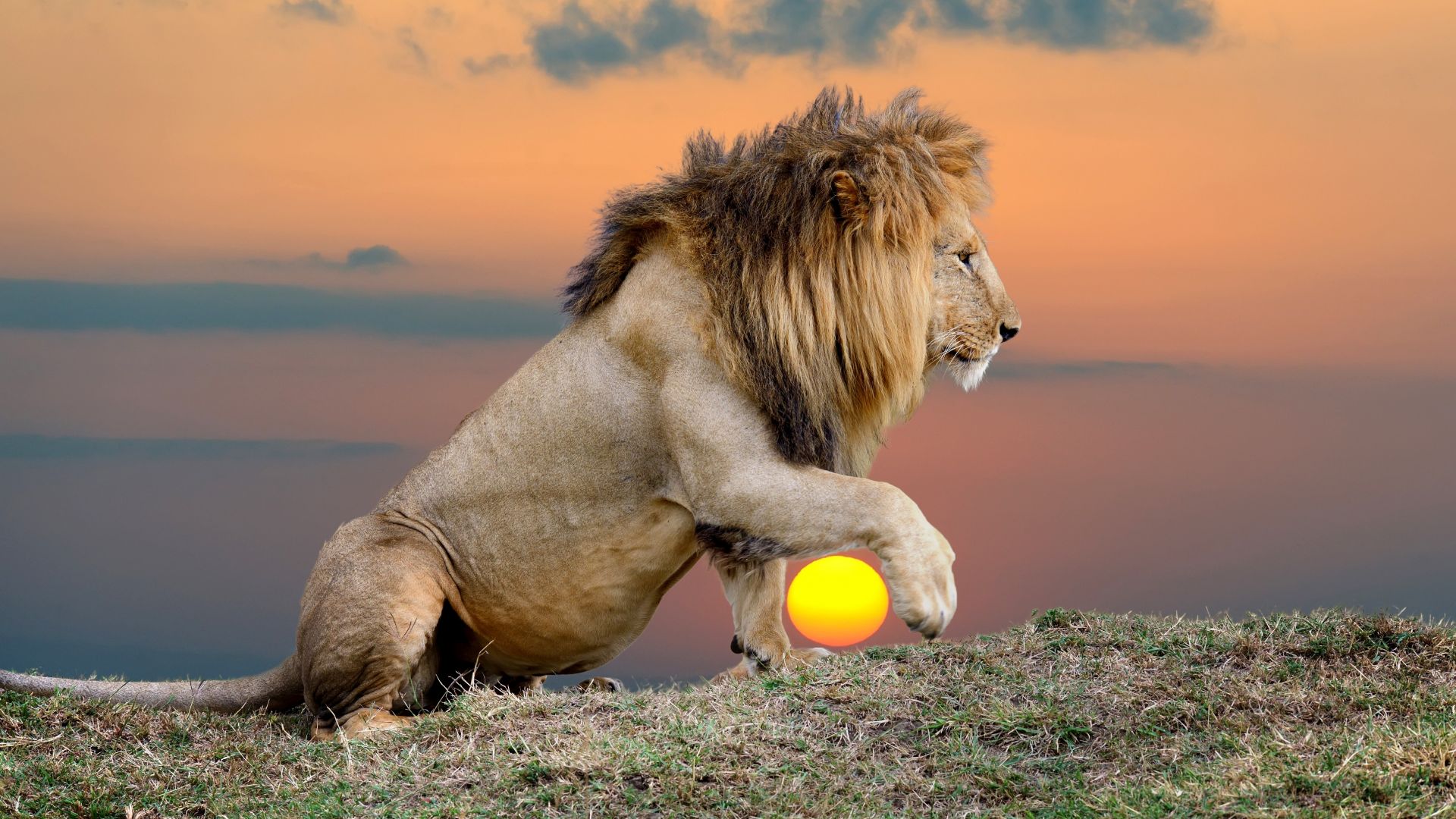 Гигантски лъв, тежащ 1,5 тона, е живял преди 23 милиона години 