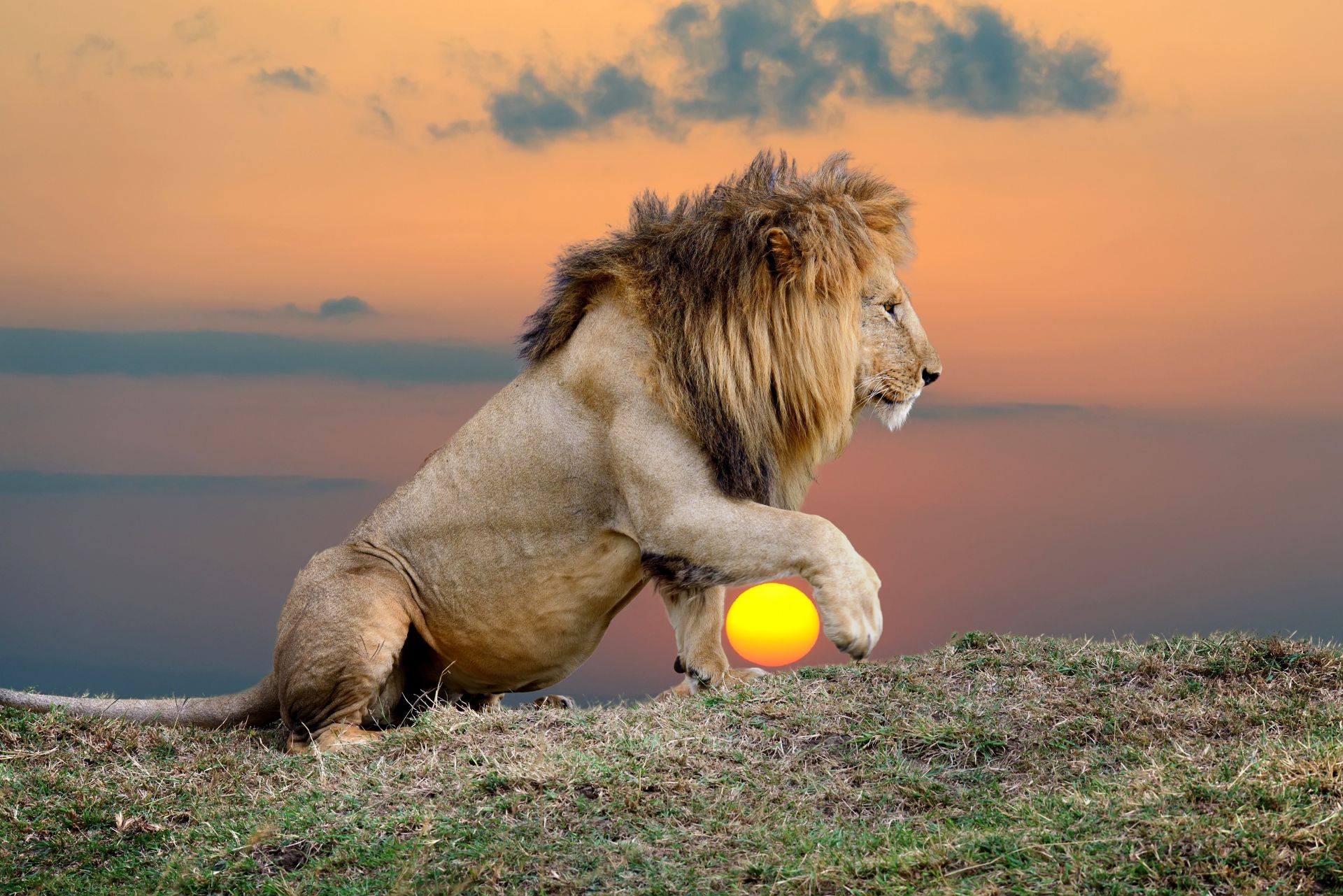 Днешните събрати на гигантския лъв са 7 пъти по-малки