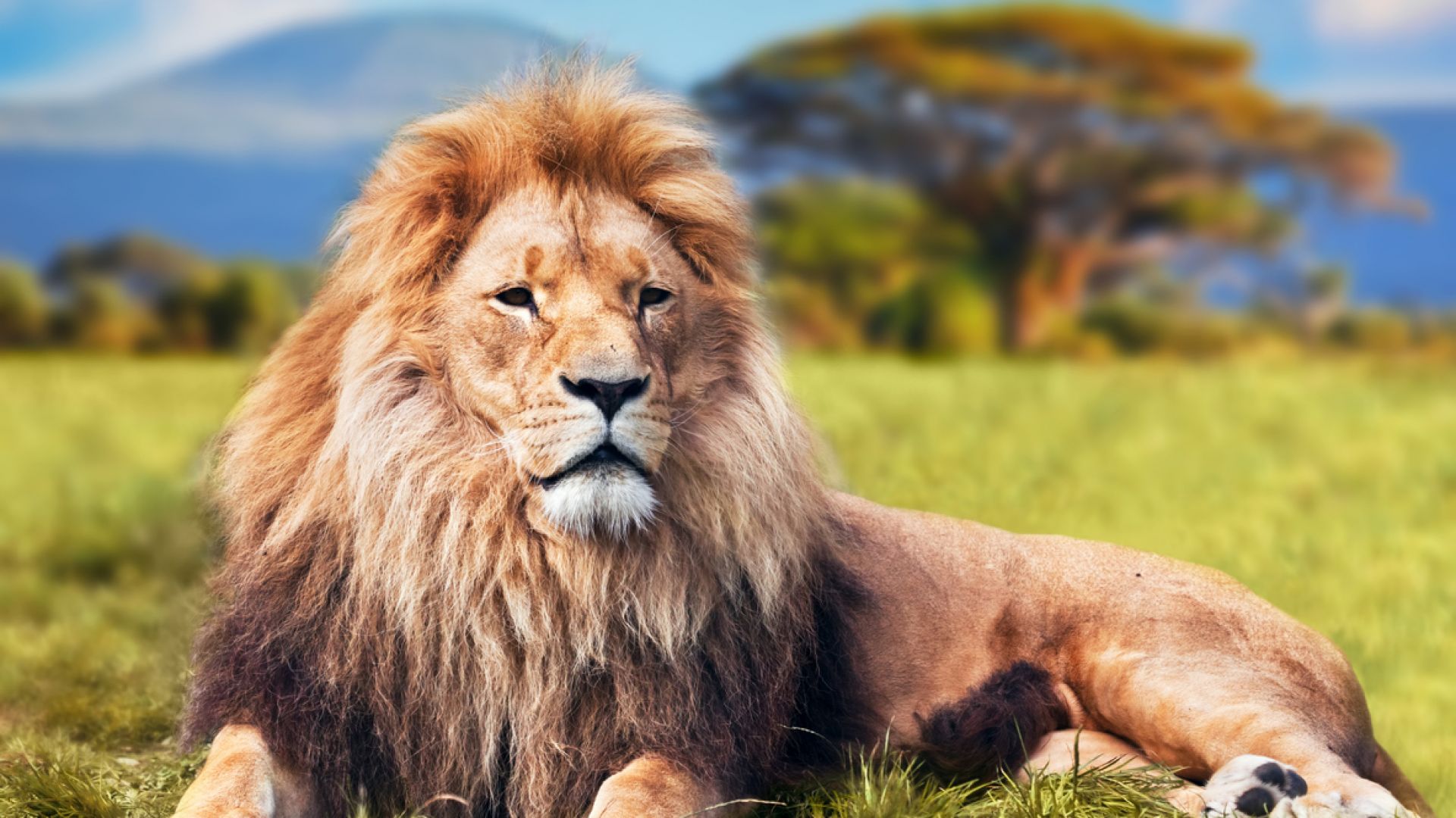 Гигантски лъвове, по-големи от сегашните 7 пъти, са живели в Африка