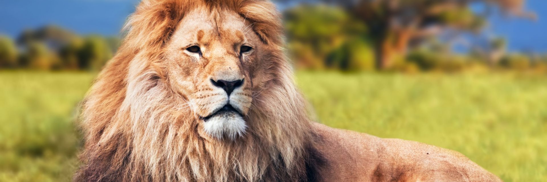 Гигантски лъвове, по-големи от сегашните 7 пъти, са живели в Африка