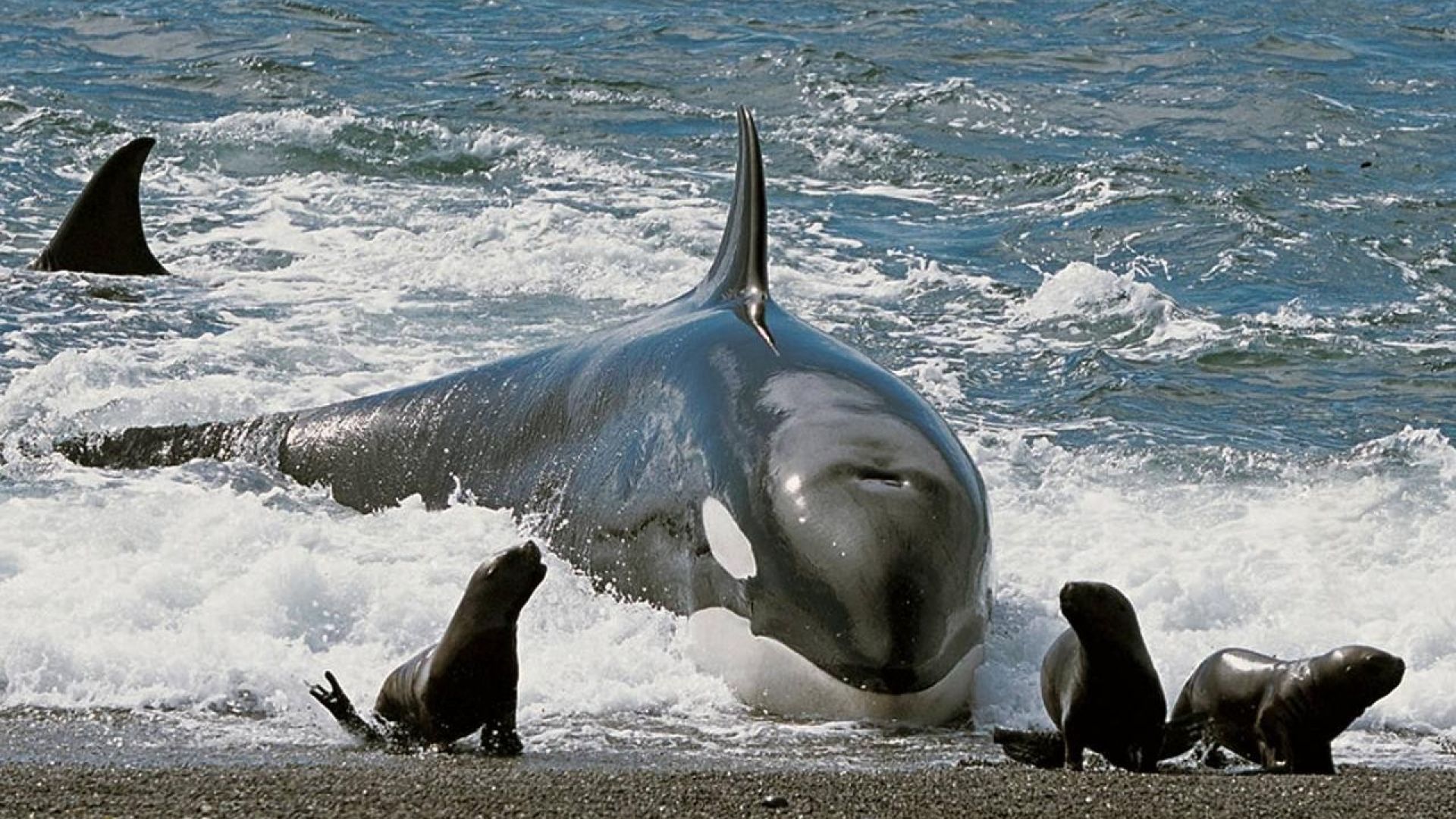 Косатките отнеха короната на големите бели акули като върховен морски