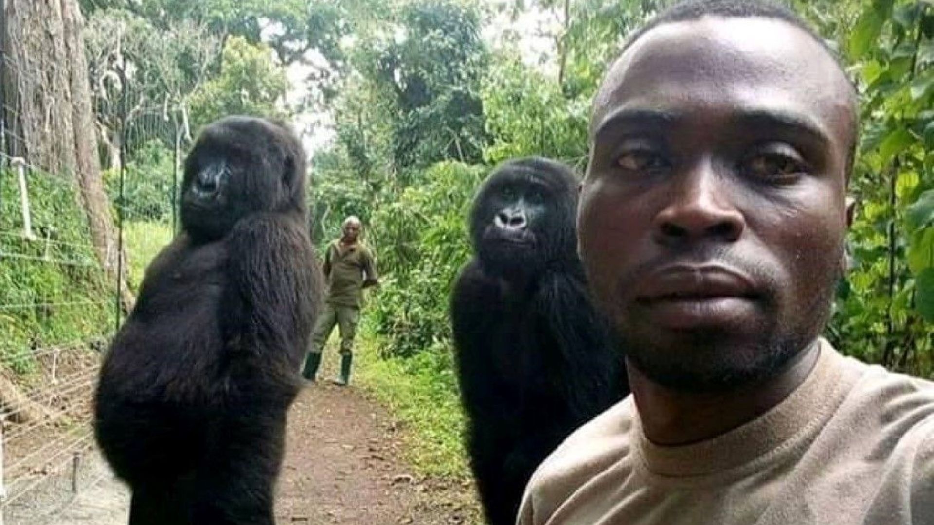 Две горили се появиха позирайки спокойно в селфи с рейнджърите