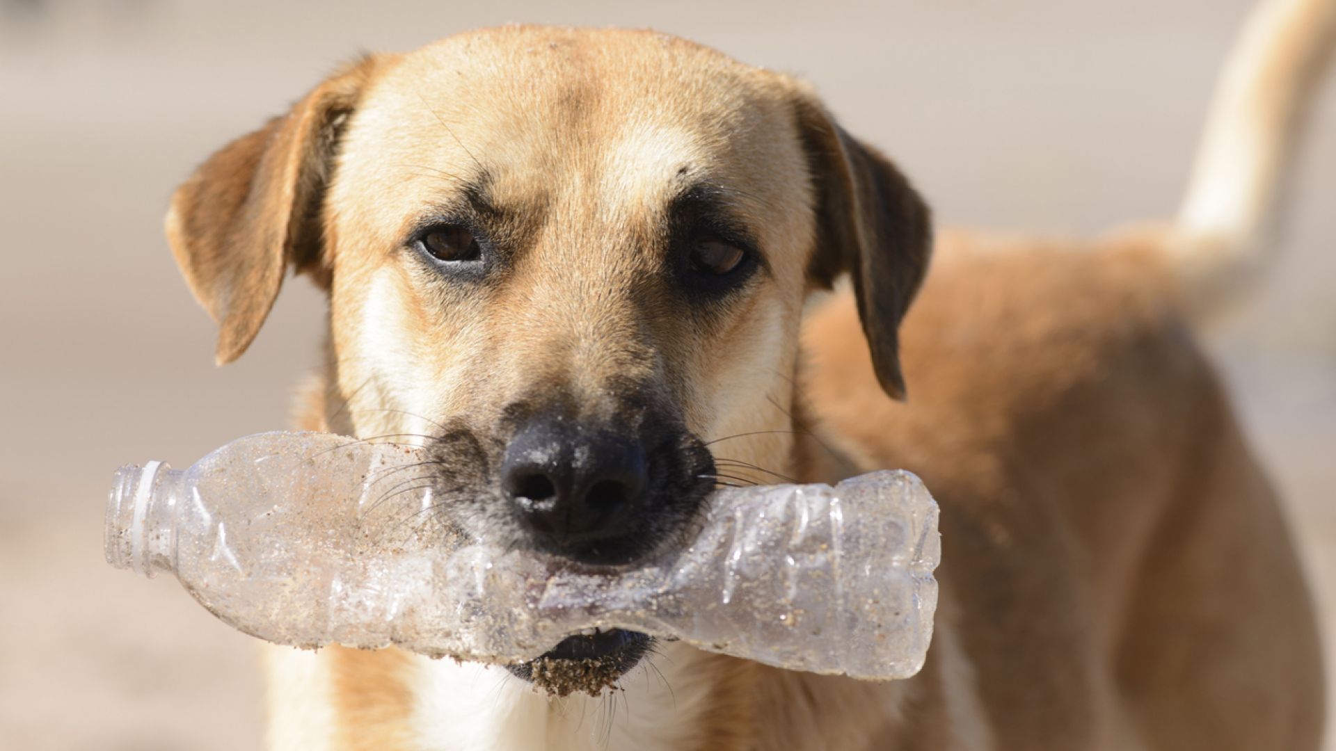 Куче-еколог събира пластмасови бутилки за рециклиране (видео)