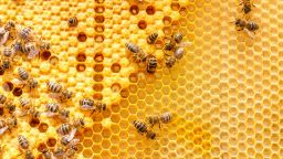 Пчелата – сладък мед, но тежък труд