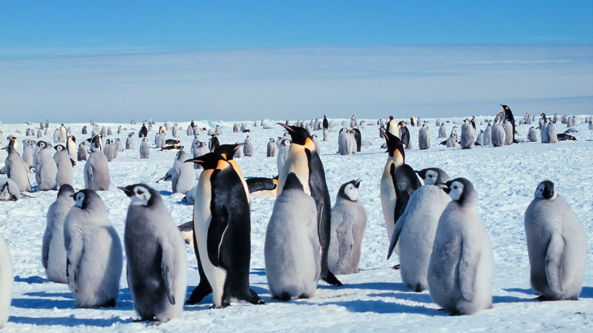 Масово измиране на бебета императорски пингвини в Антарктида