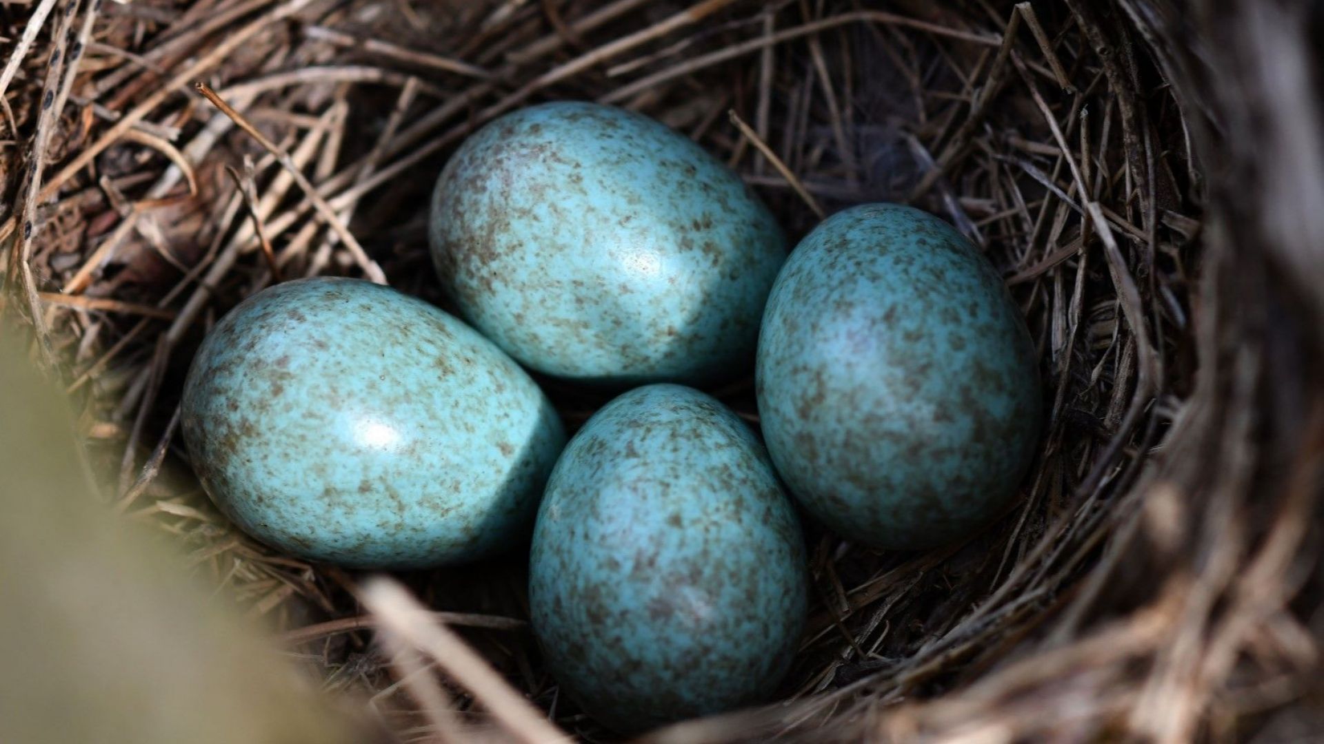 В гора край село Свещари е забелязано гнездо със сини