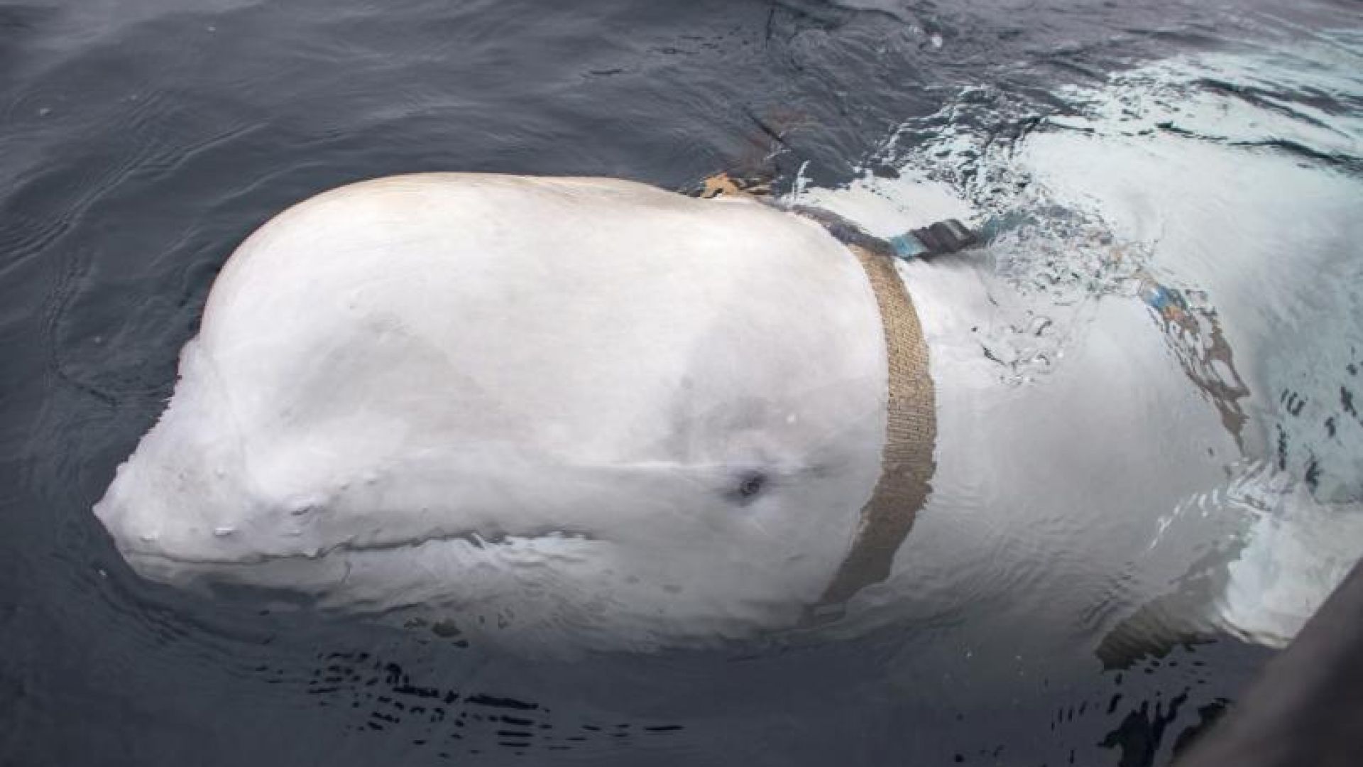 В Норвегия заловиха кит с подозрения че е руски шпионин