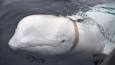 В Норвегия заловиха кит с подозрения, че е руски шпионин