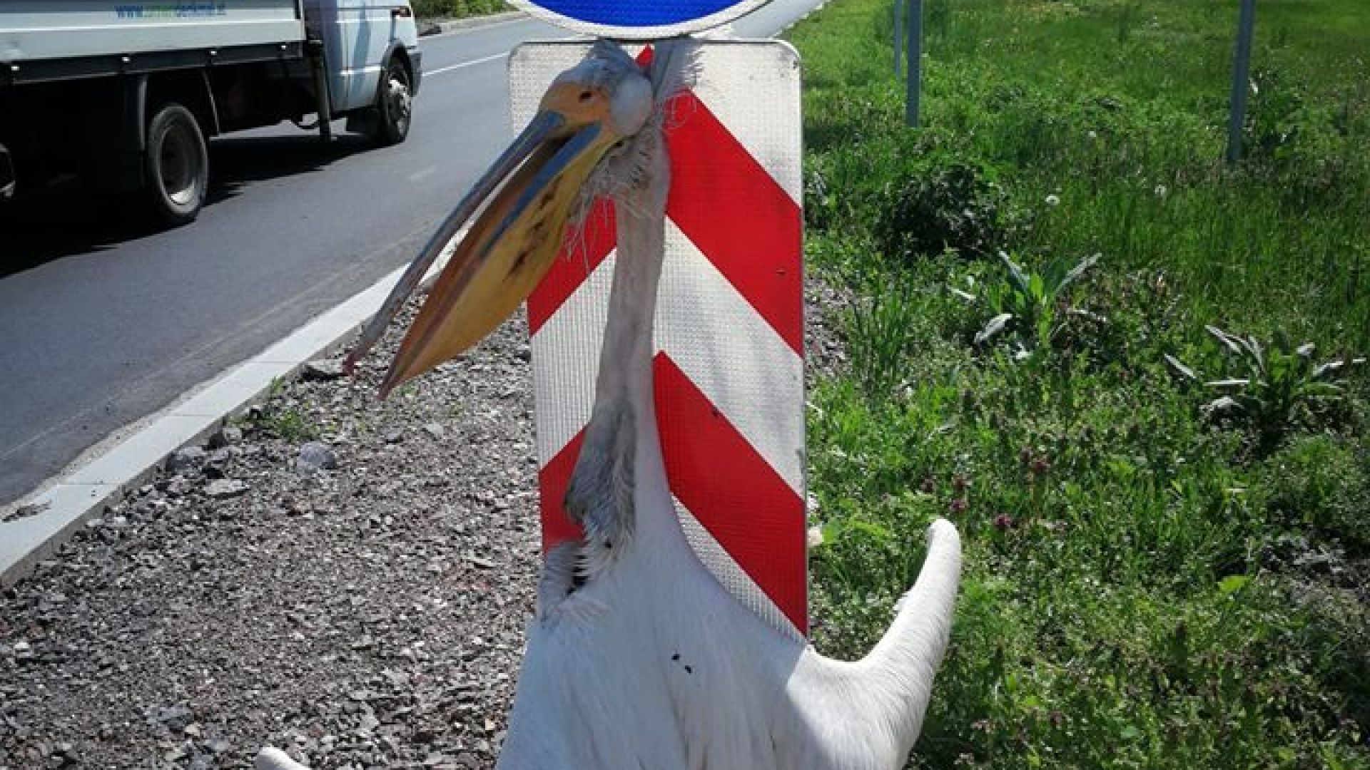 Завързаха мъртъв розов пеликан за пътен знак край Раднево