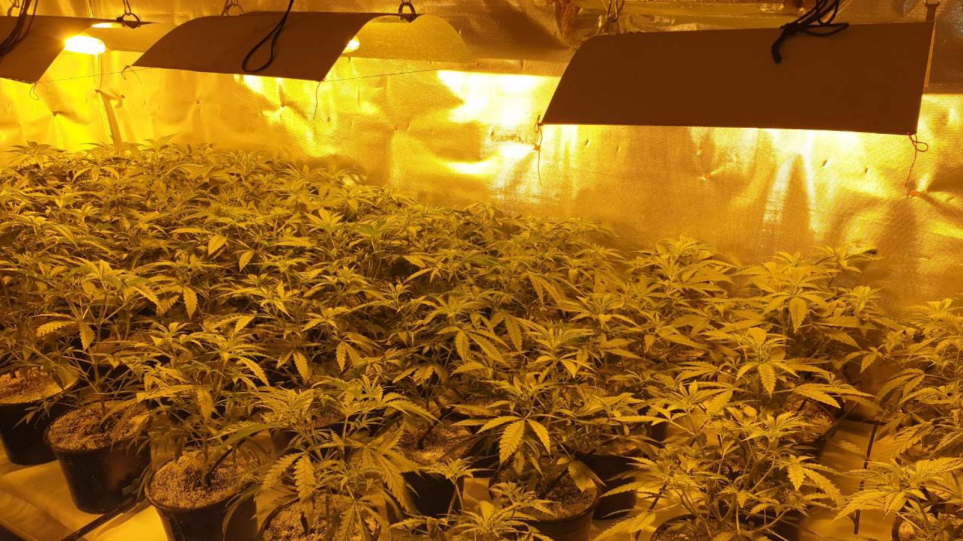 Оборудвана наркооранжерия е разкрита при съвместна операция на служители на