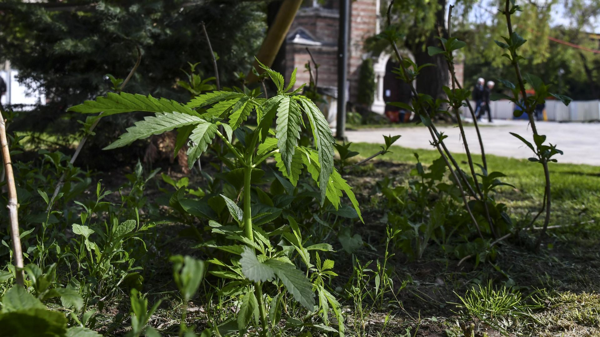 Канабис поникна между засадените цветя в градинката на Свети Седмочисленици