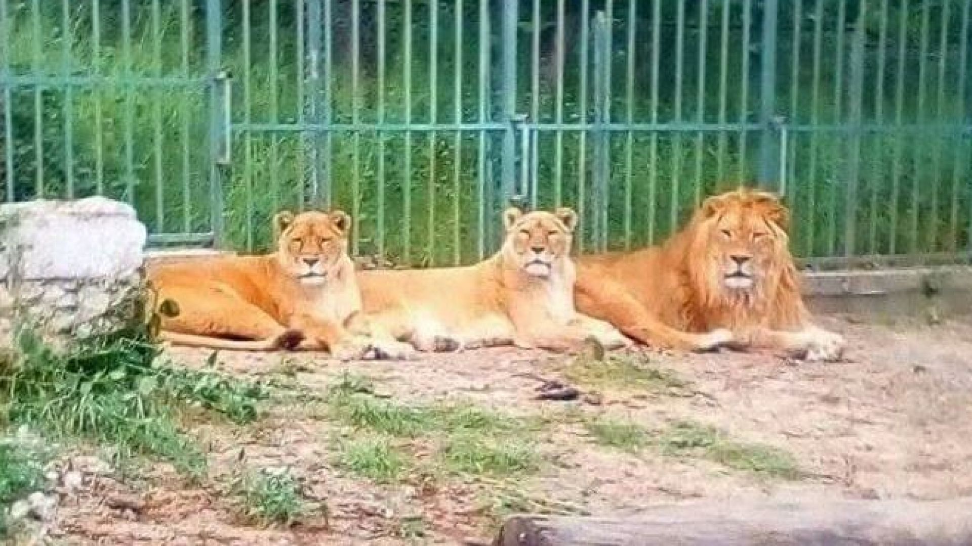 Новородените две лъвчета в хасковския зоопарк починаха от хипотермия. Смъртта