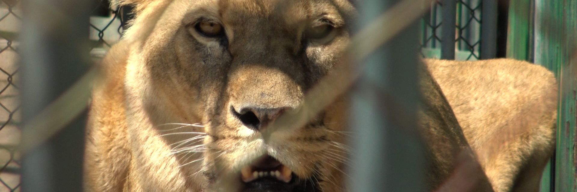Шефът на зоокъта в Хасково пред Dir.bg: Второто лъвче се роди без присъствието на гледач
