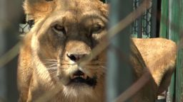 Шефът на зоокъта в Хасково пред Dir.bg: Второто лъвче се роди без присъствието на гледач