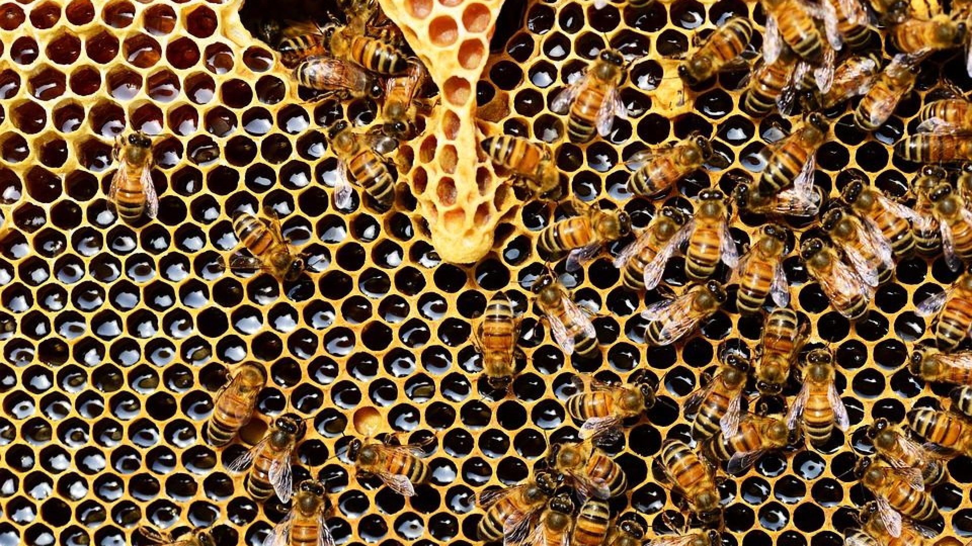 За масов мор на пчелите предупреждават производители Става въпрос за