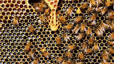  Хиляди пчели измират у нас - отровени ли са? 