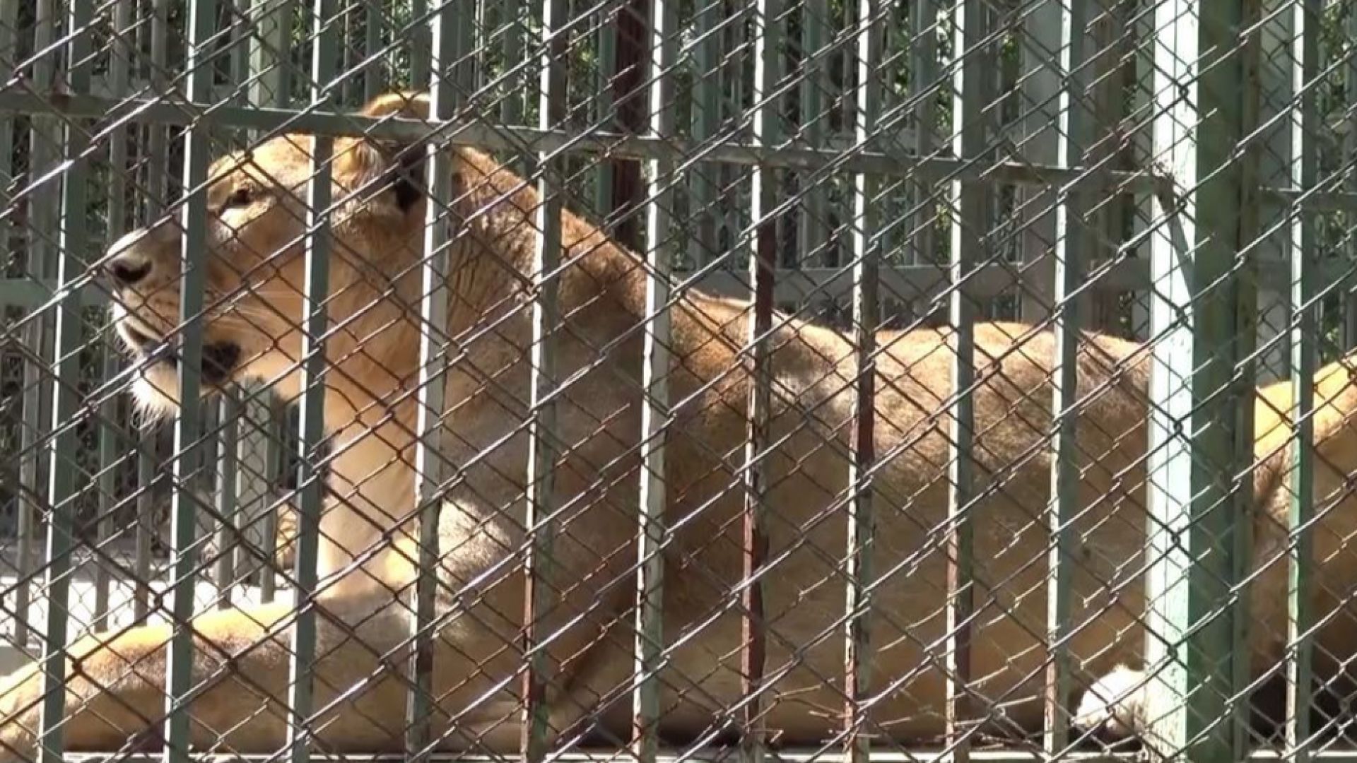 Лъвчетата в Хасково можеше да бъдат спасени изгубени са 24