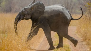 Спасена от цирк слоница бе пренесена в огромна каса в екопарк (видео)