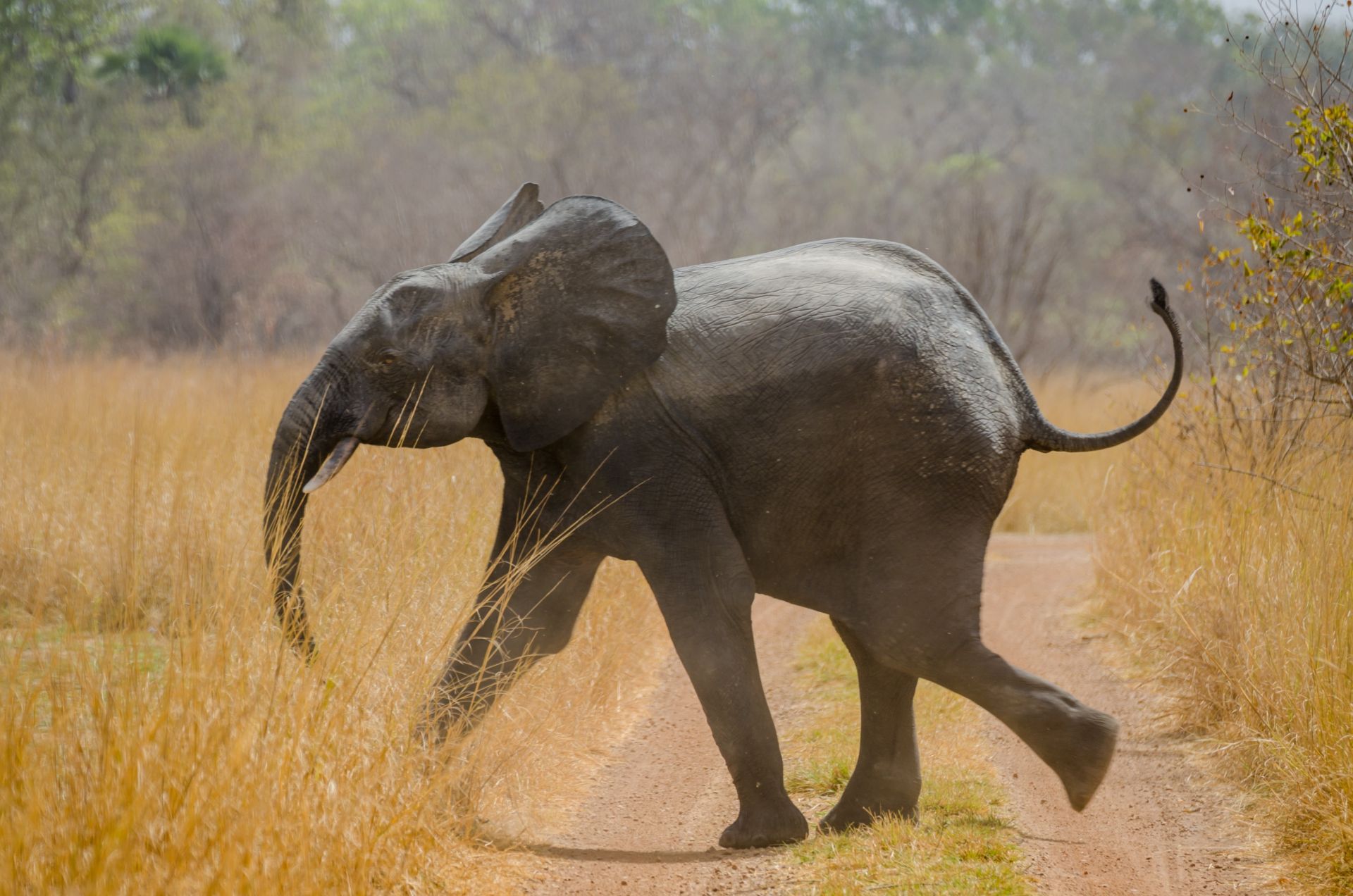 Пенджари е един от най-големите хабитати на слонове
