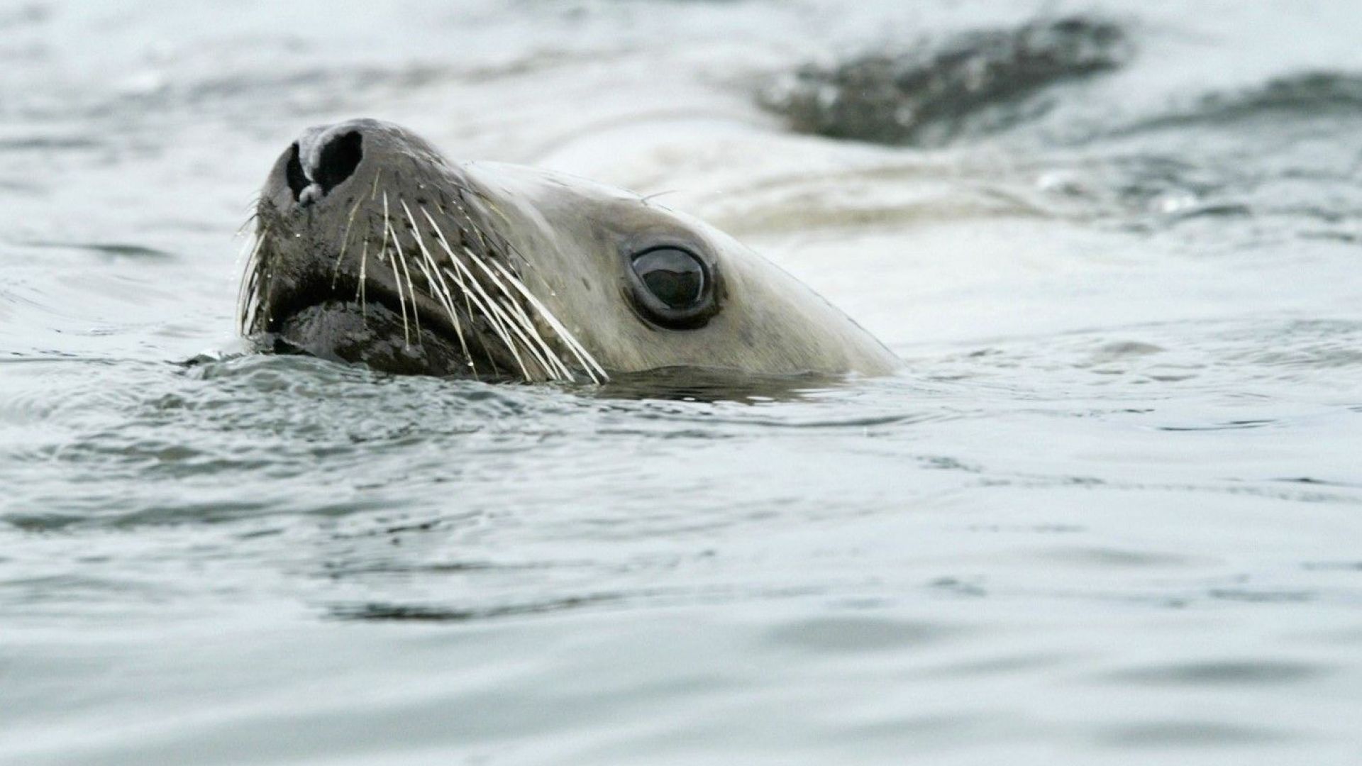 Група експерти по биоразнообразието към ООН предупреждават че 1 милион